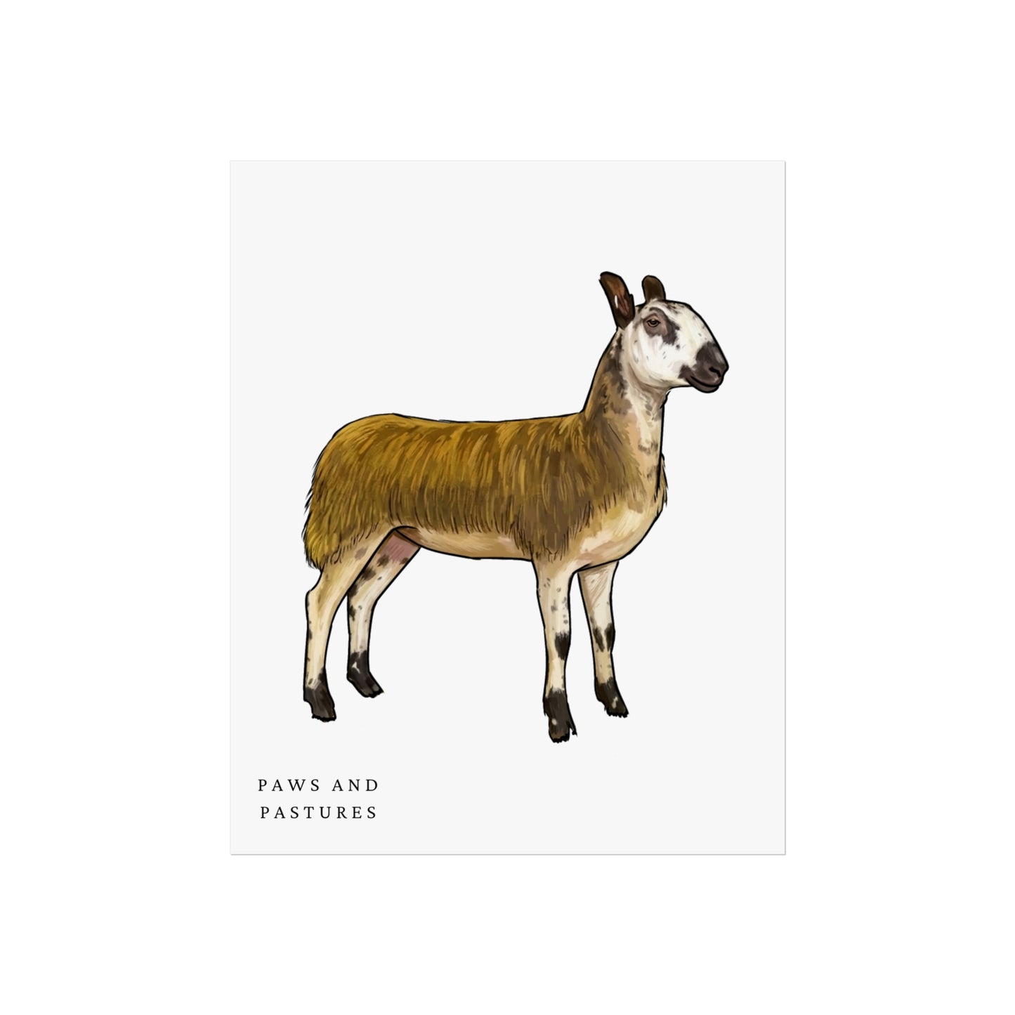 Blue Faced Leicester Sheep Illustration Poster — Rustic Farm Animal Fine Art Print ("Paws and Pastures")