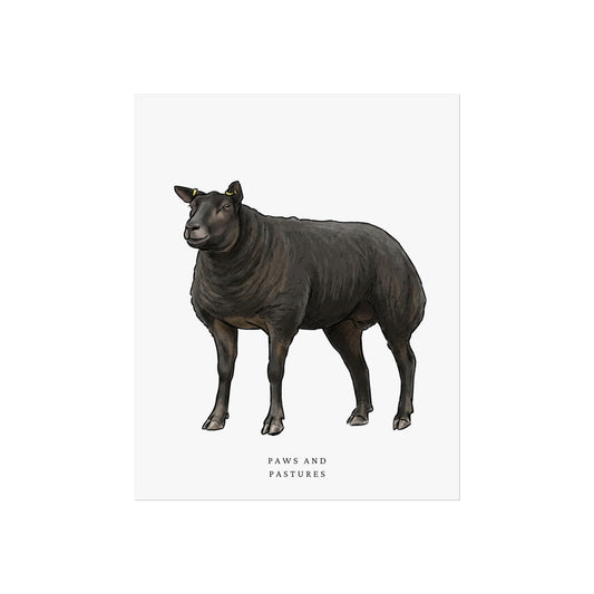 Blue Texel Sheep Fine Art Poster — Minimal Farm Animal Wall Art